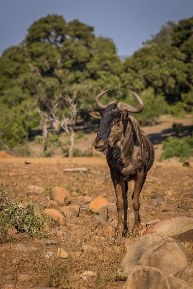 098 Kruger National Park, gnoe.jpg